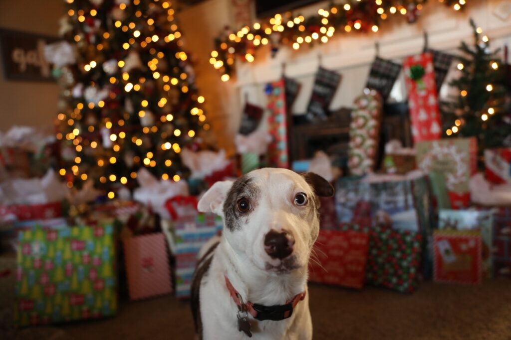 dog at christmas time