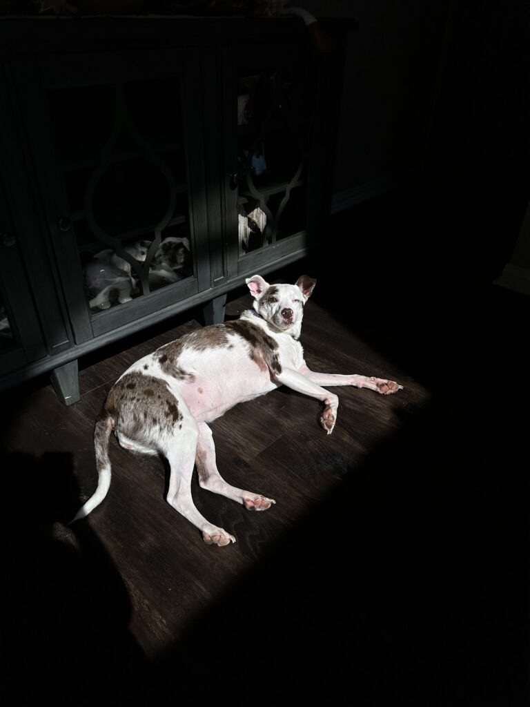dog on the floor